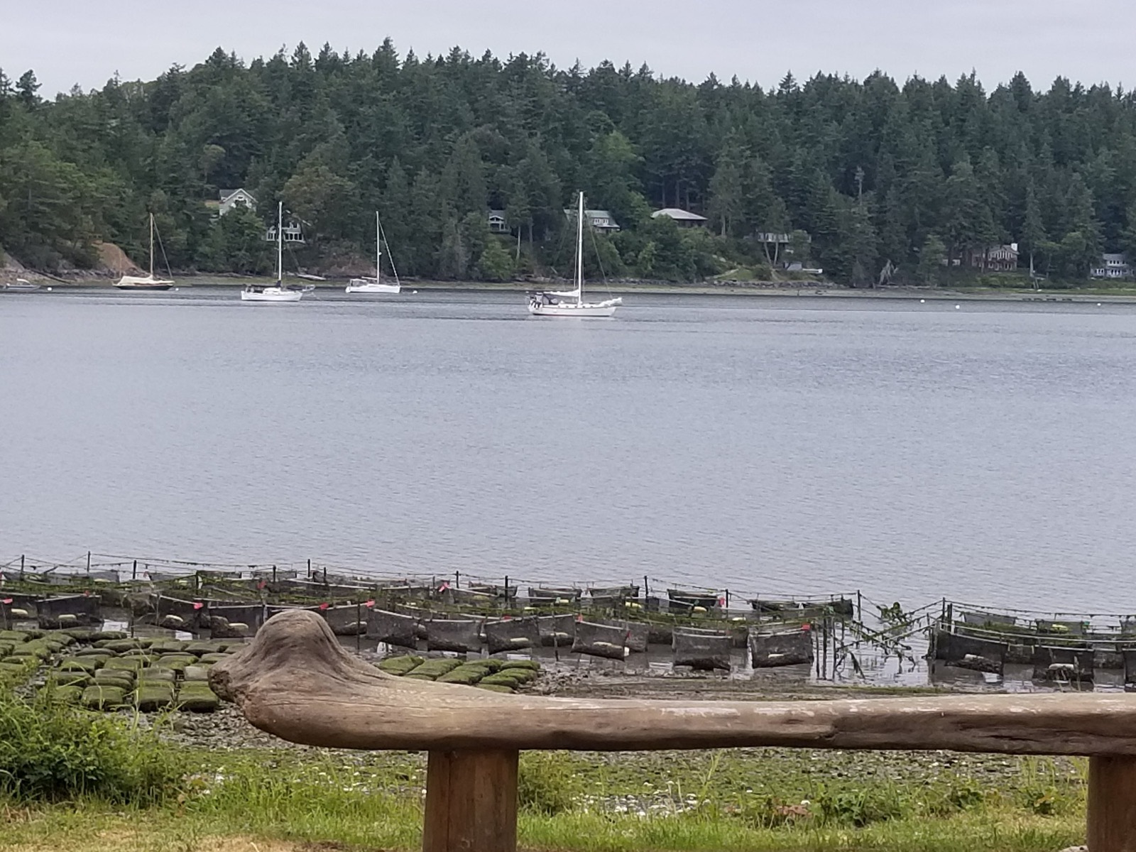 Westcott bay